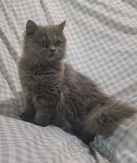 ELLIE - Bellou Cats In The Cradle