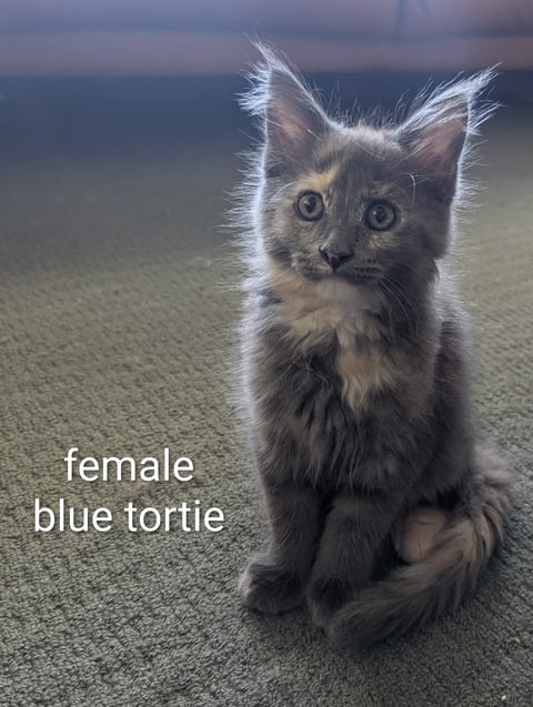 Blue smoke tortie female 