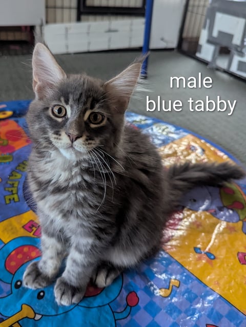Blue tabby male