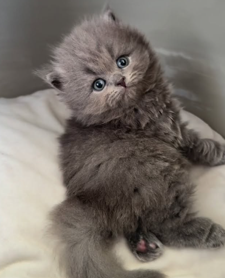 Maybritizz Kitten from previous litter