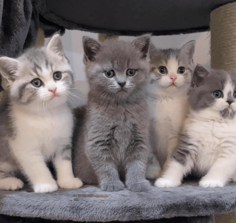 Maybritizz Kittens from previous litter