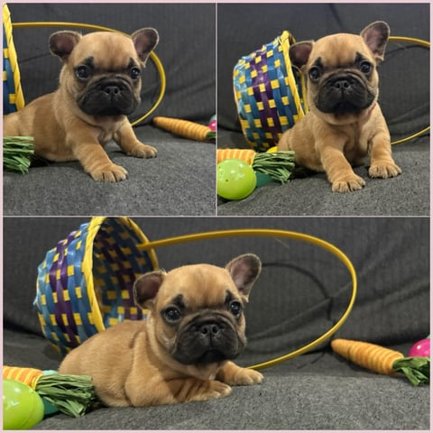 Girl - Hot pink collar