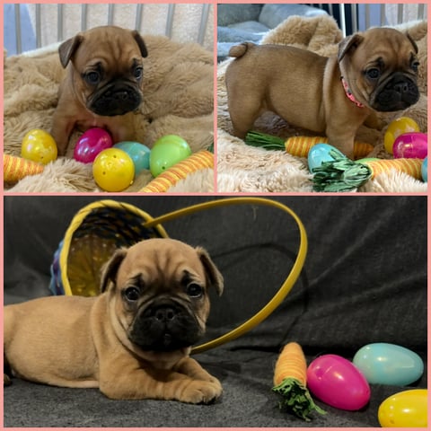 Girl - Light pink collar 