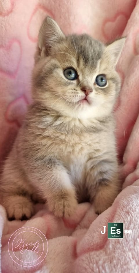 Scottish Shorthair Male 