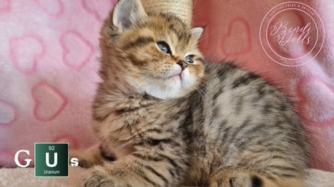 Scottish Shorthair Male