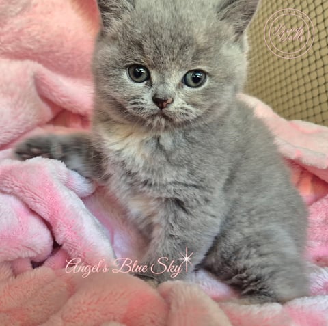 Scottish Shorthair Female 