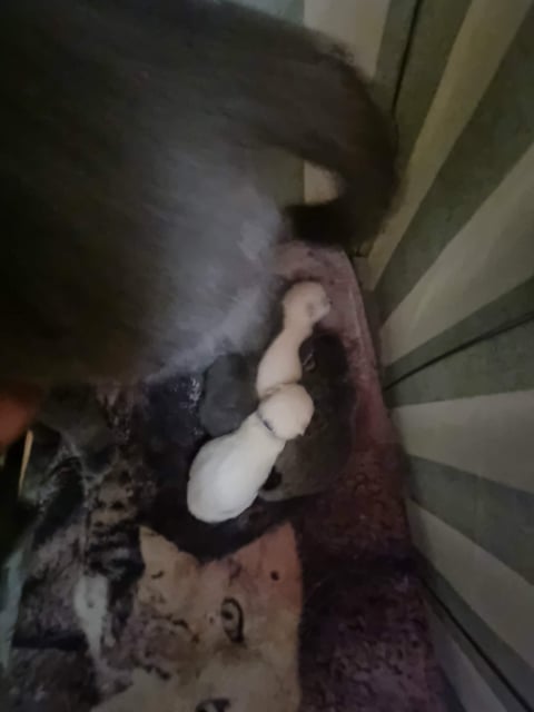 Litter D from 2 Solid blue two Snow solid White co