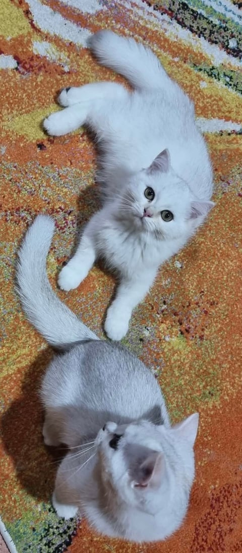 Cy 11/33, Ny 12 British Shorthair & Long Haired 