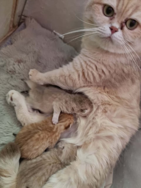 Lily Litter C 