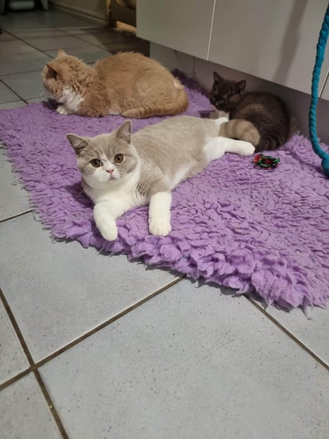 Lilac Bi colour, 5 mths old female