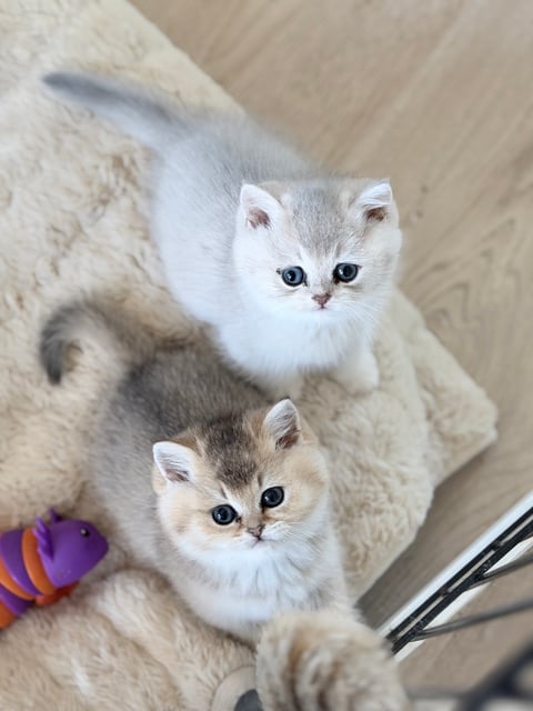 Ay11 and Ny 11 British Shorthair