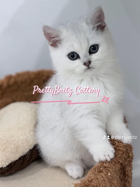 Available female 