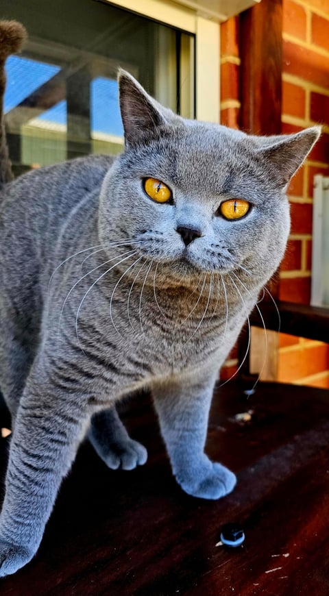 Sire