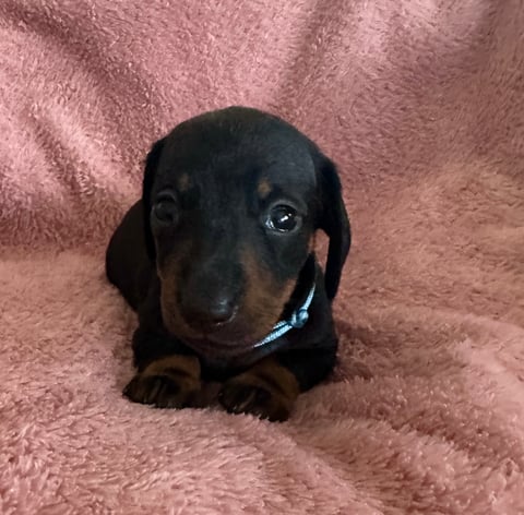 Baby boy