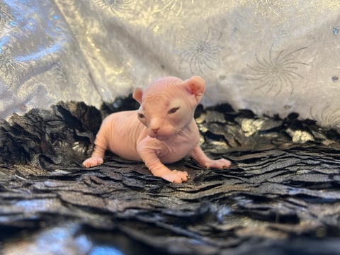 Girl, chocolate point blue eyed 