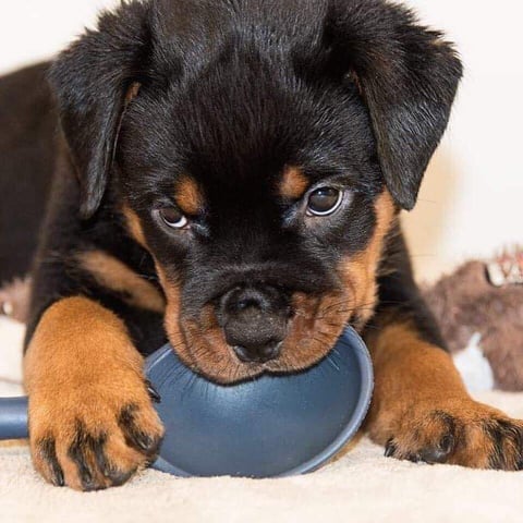 Yarnix Puppy from a previous litter