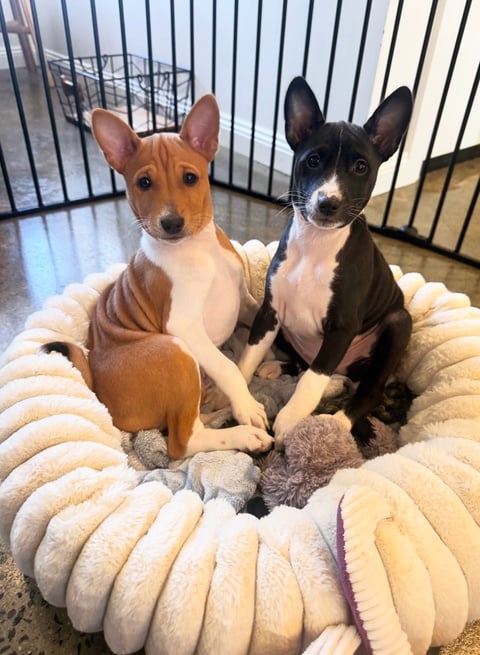 Basenji Puppies Australia