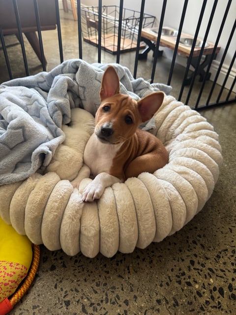 Basenji Puppy