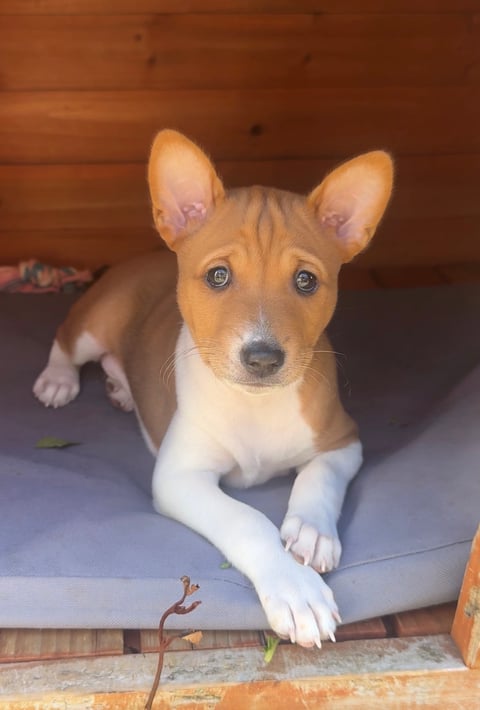 Basenji Puppy Available