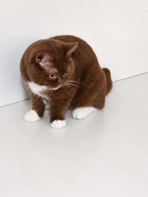 Blitz - 3yrs old cinnamon bi colour
