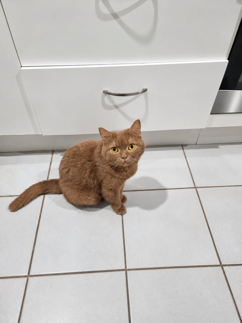 Luna - 5 1/2 yrs old solid cinnamon