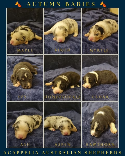 Autumn babies - Acappelia Australian Shepherds