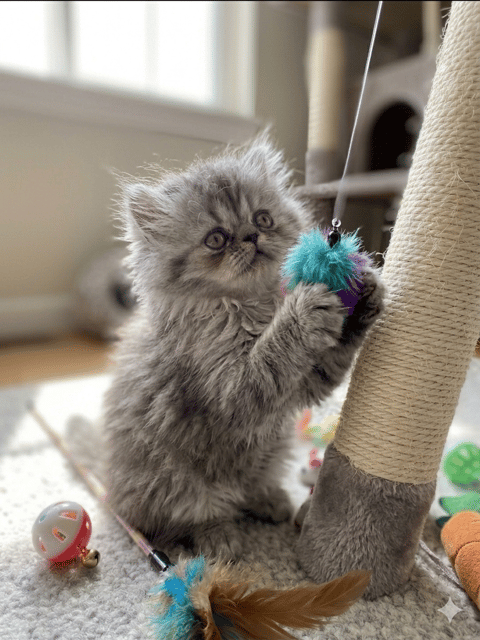 Grey Tabby Persian