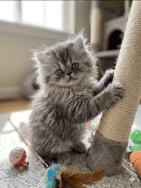 Grey Tabby Persian 