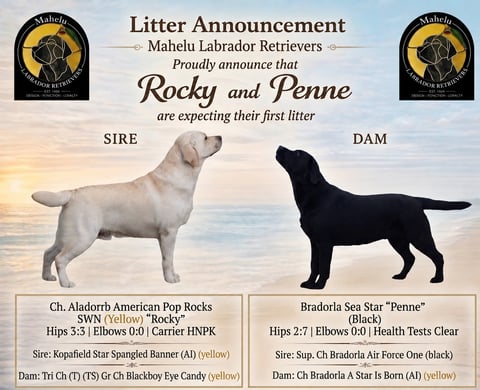 ROCKY AND PENNE LITTER ANNOUNCEMENT