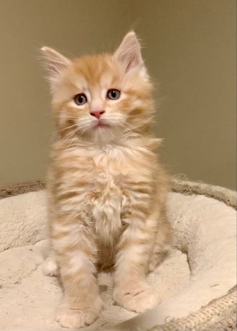 Magnificent Marmaduke 