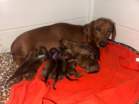 New babies with their mother 