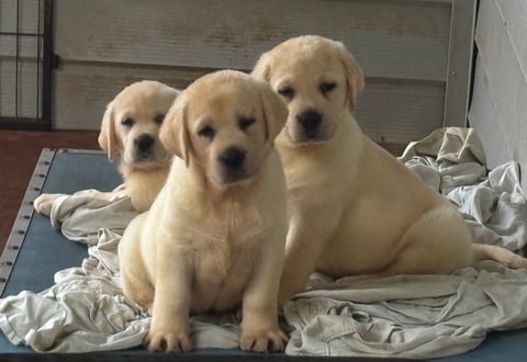 My babies 