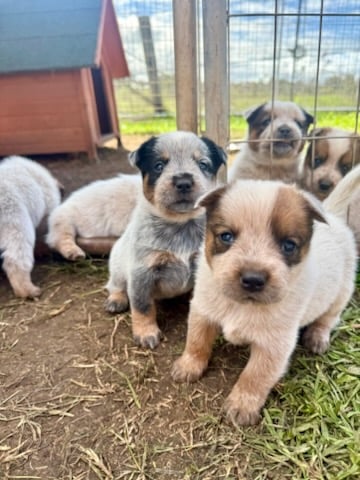 Puppies
