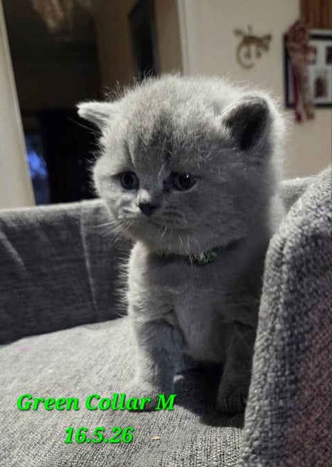 Green collared boy