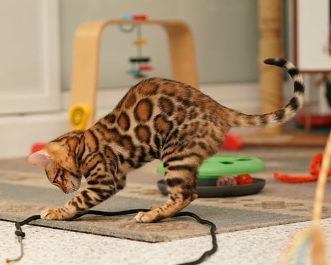 Ashmiyah Bengal Kitten of 2025 - Mating Repeated