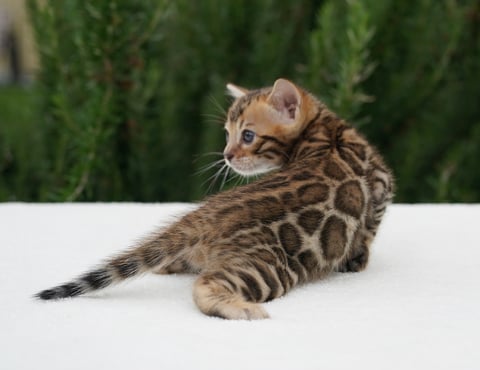 Ashmiyah Bengal Kitten of 2025 - Mating Repeated