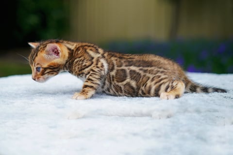 Ashmiyah Bengal Kitten of 2025 - Mating Repeated