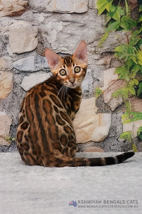Ashmiyah Bengal Kitten of 2025 - Mating Repeated