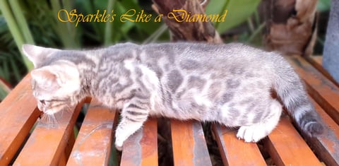 Blue Cream Torbie female extremely rare