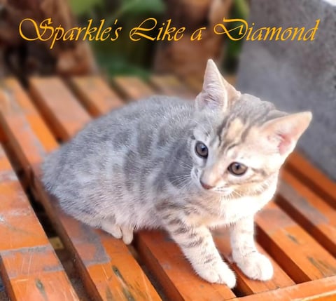 Blue Cream Torbie female extremely rare