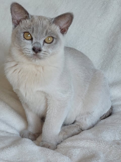 Lilac Male
