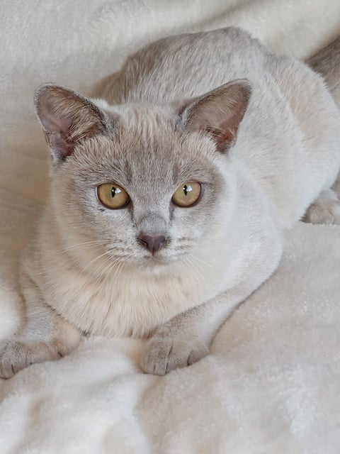 Lilac Male