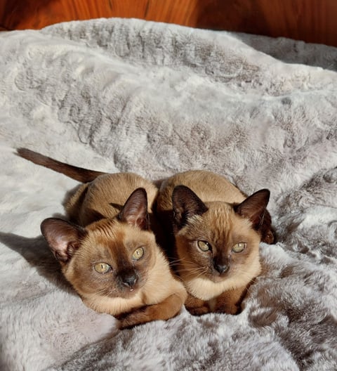 Chocolate Females