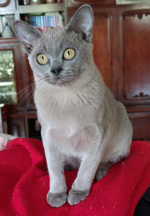 Blue female