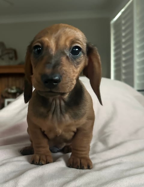 GERSNDACH Baby puppy boy 