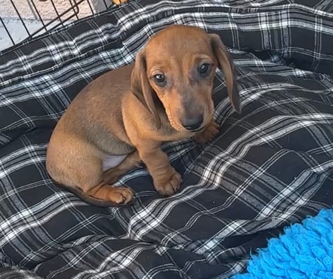 Baby puppy boy ????