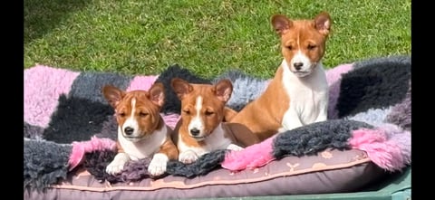 listing (2)