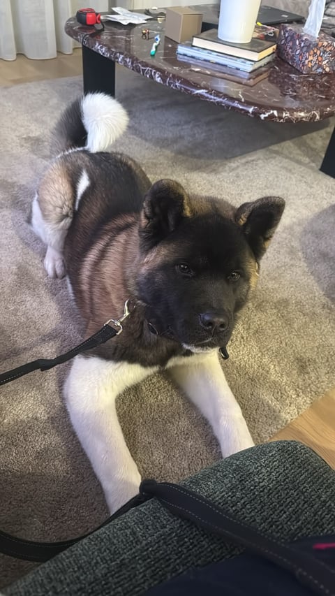 7 month old boy - formally known as Hak