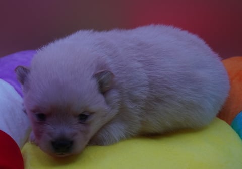 Cream female