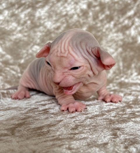 Dominant Blue Eyed Blue and White Sphynx Eared Elf